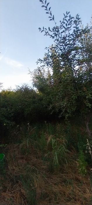 Olcha Optomga katta abyomga xam bor