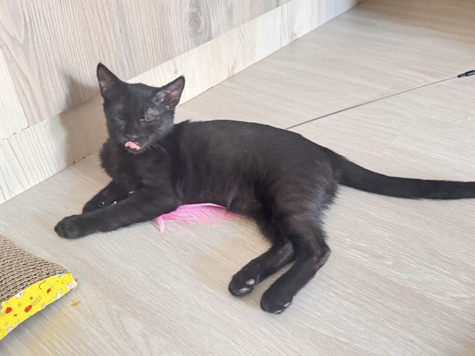 Отдам котенка в ответсвенные руки