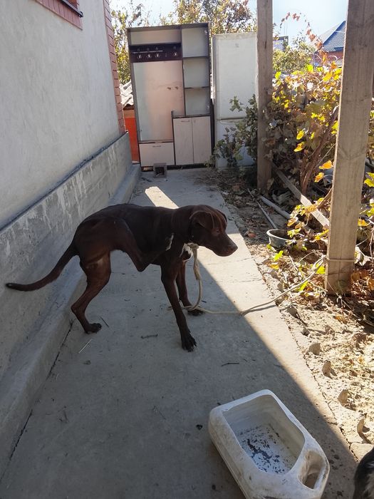 Продается кубинский Пит, сучка