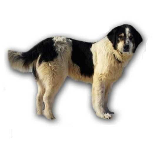 Masina Aparat Tuns Oi Capre Caini Pro Electrica 1000W LivratGRATUIT CT