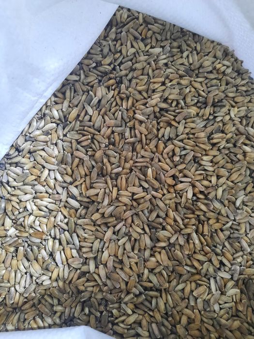 Семена растаропши ТМ Образ жизни