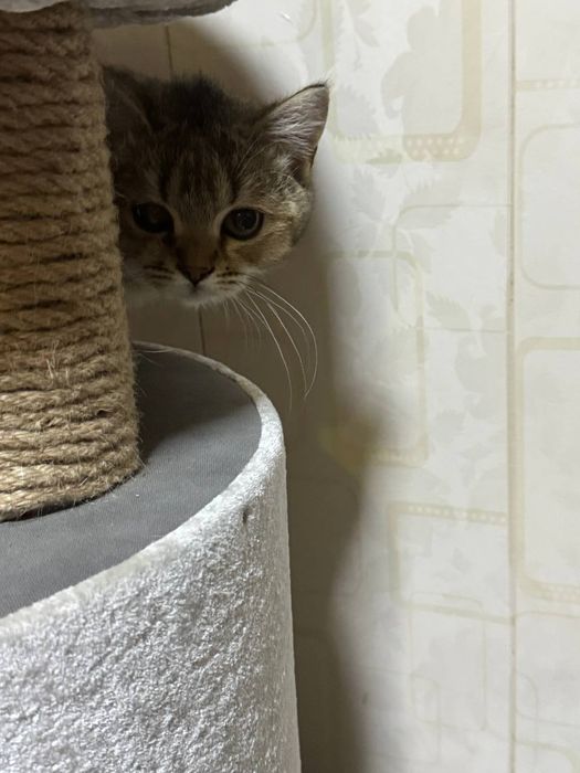 бобтейл кошка умние
