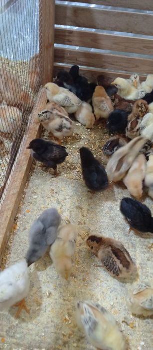 Хонаки товук жужалари сотувда