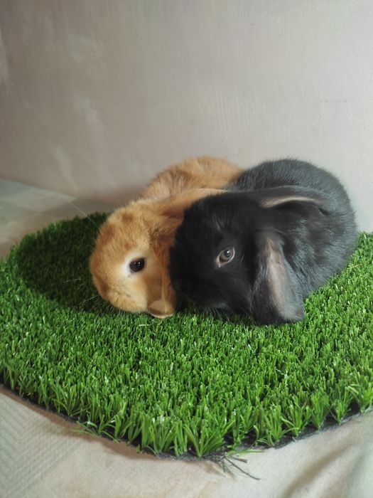 Quyon karlik baran bolalari