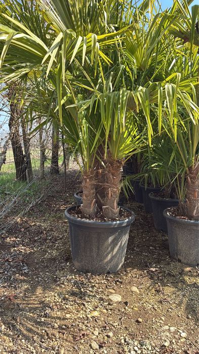 Palmieri trachycarpus fortunei rezistent la ger