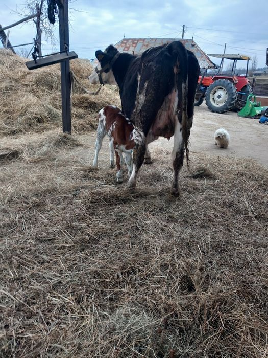 De vânzare junca la prima fătare
