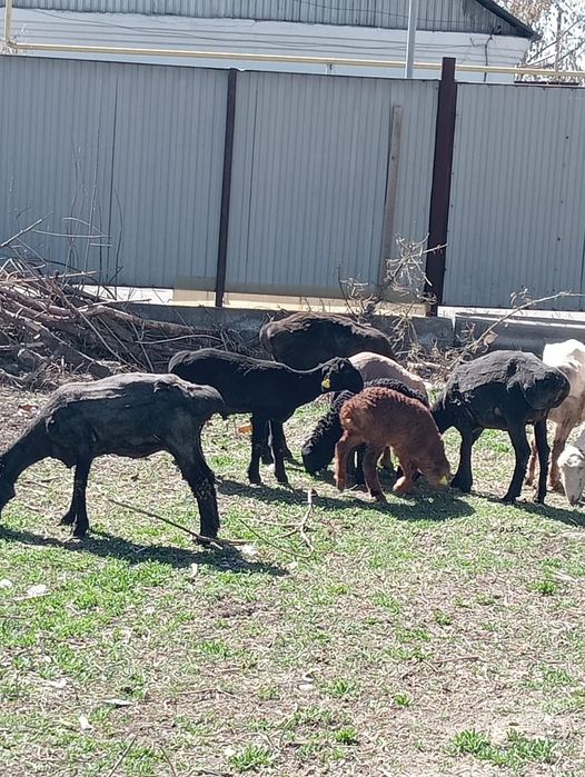 Койлар  сатылады