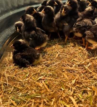 Pui de gaina de o saptamana