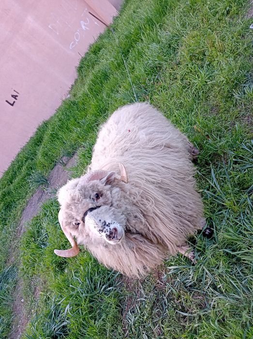 Vând berbecuț tanar