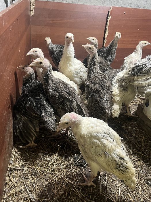 Индюк балапандары