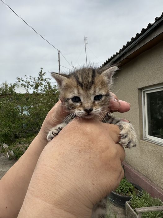 Отдам котят в добрые руки , бесплатно