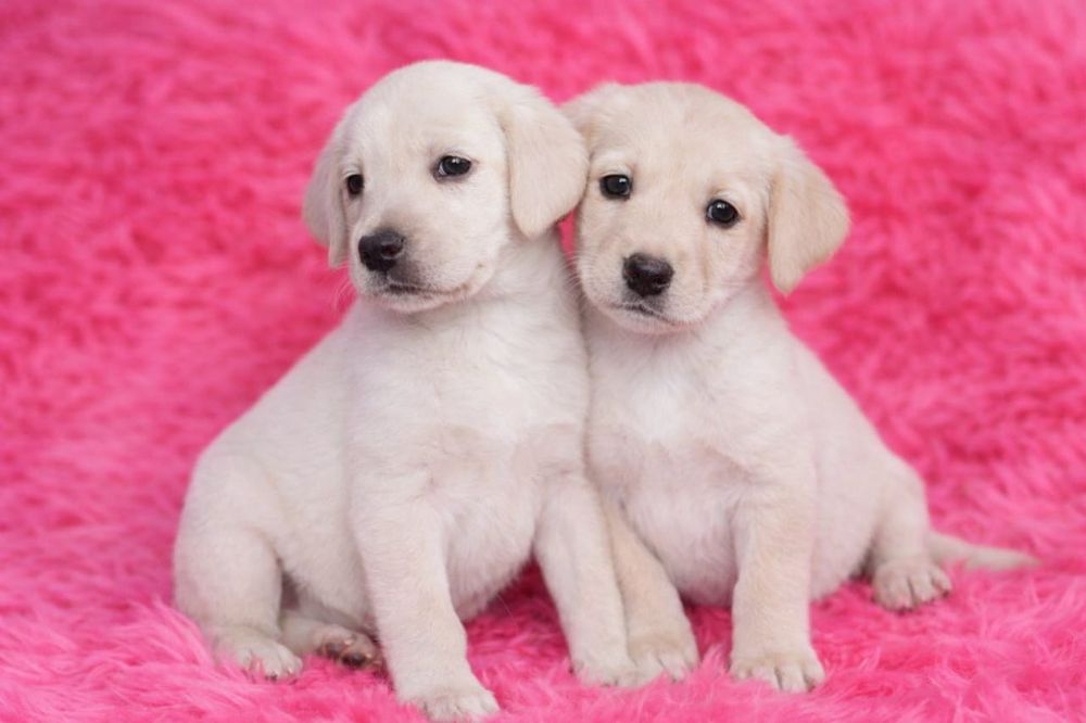Щенки лабрадора девочки