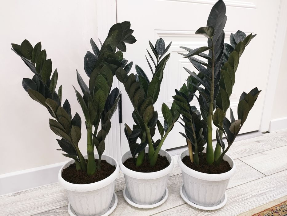 Комнатные цветы, доставка