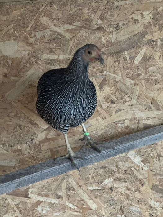 Cocos de jungla gallus sonneratii