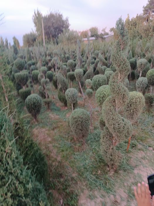 Galboy gepars spiral.