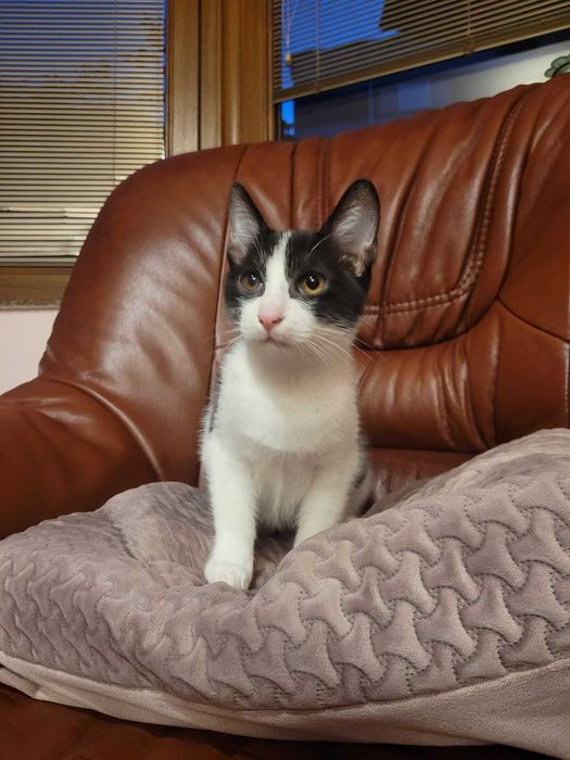 Adoptie motanel cuminte crescut in casa- 4 luni  - VACCINAT DEPARAZITAT