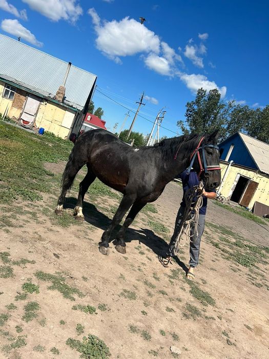 Порно ххх өзінің дос қызының әпкесін сиқытты