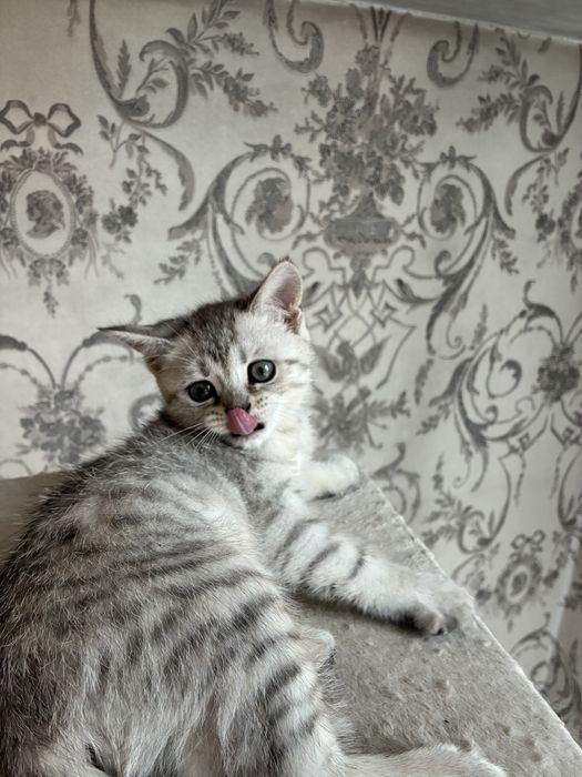 Британский котёнок, девочка, 2 месяца, с документами