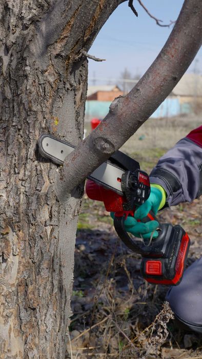 обрезка плодовых деревьев