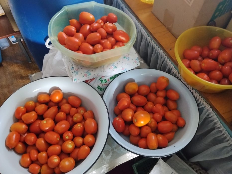 Продам Помидоры на засолку.