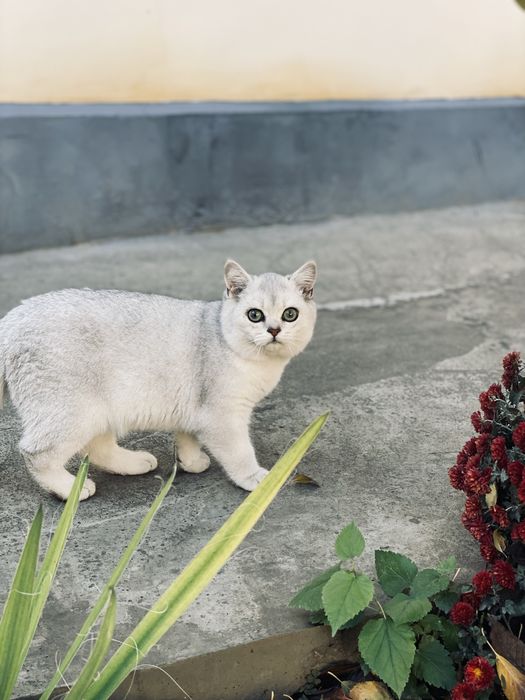 Sirebro shinshila Britan