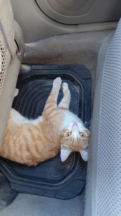 Отдам Кота в хорошие руки