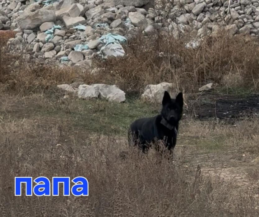 Продам щенков породистых