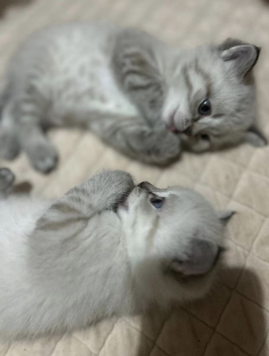 Шотландские котята