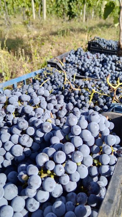 Продавам грозде за вино и ракия Отлично качество