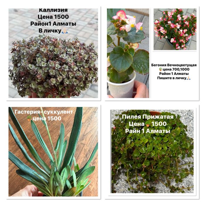 Продам Бегонии вечноцветущие