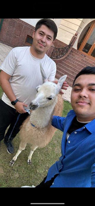 Продается пара ЛАМЫ