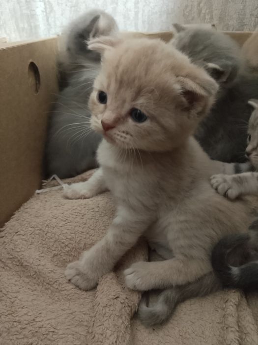 Продаются очаровательные котята.