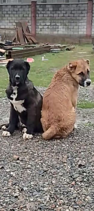 Кушык тау төбет 3айлык