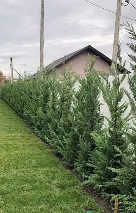 Tuia leylandii super oferta gazon rulou sport