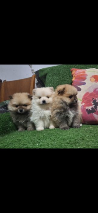 Померан мини померанчета