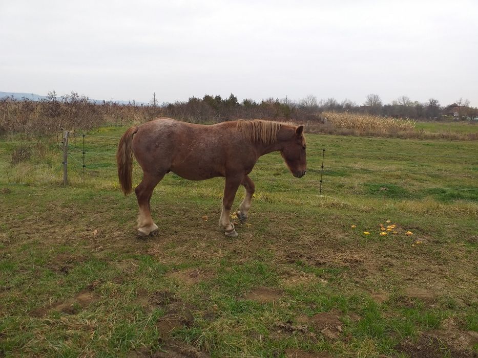 Vand manz castrat 7500 neg