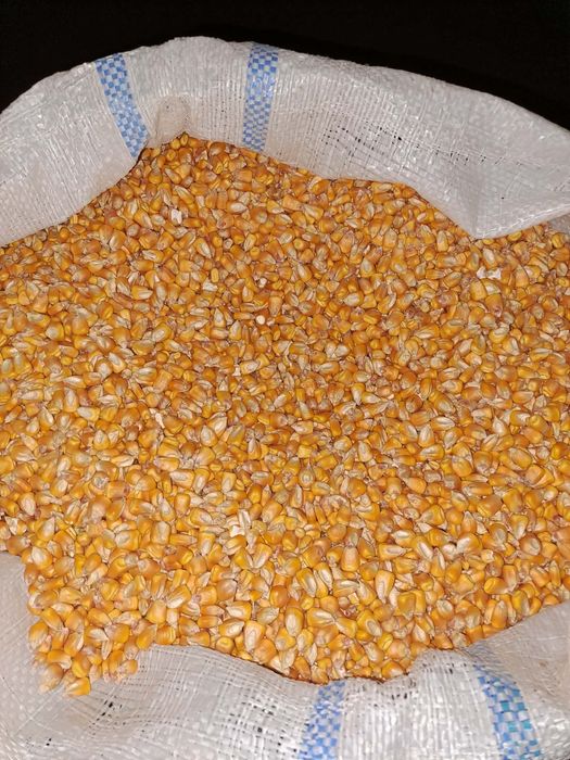 Vând porumb boabe
