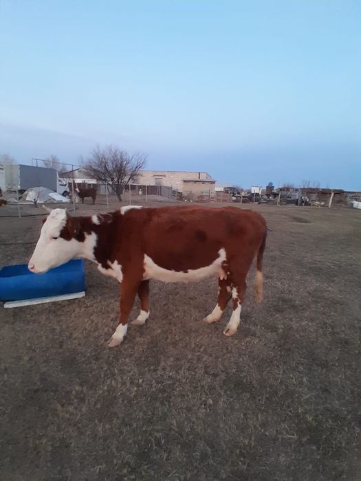 Сиыр сатылады 110млн