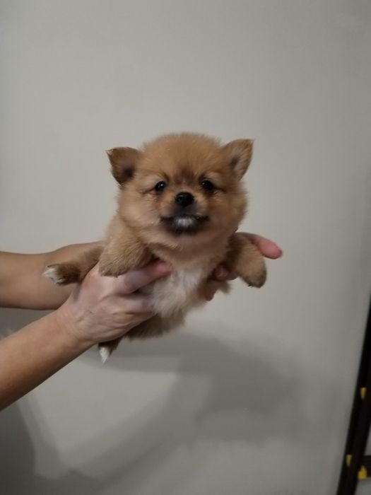 Продават се 5 броя мъжки кученца порода Померан-Шпиц