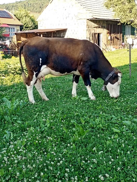 Vaca de vânzare