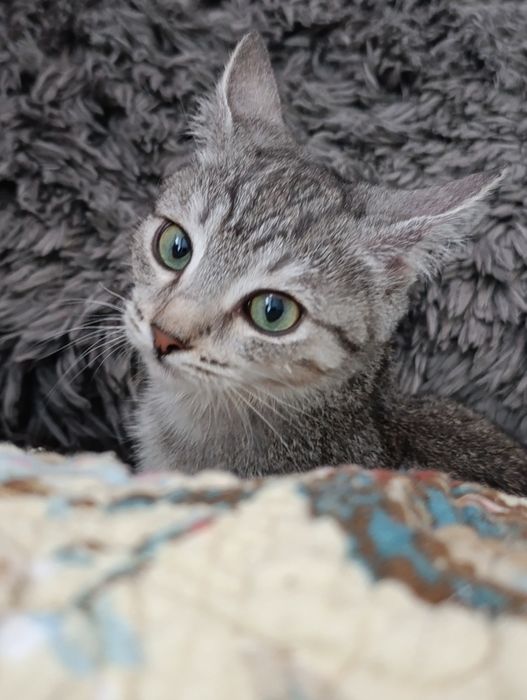 Манюня ищет семью.