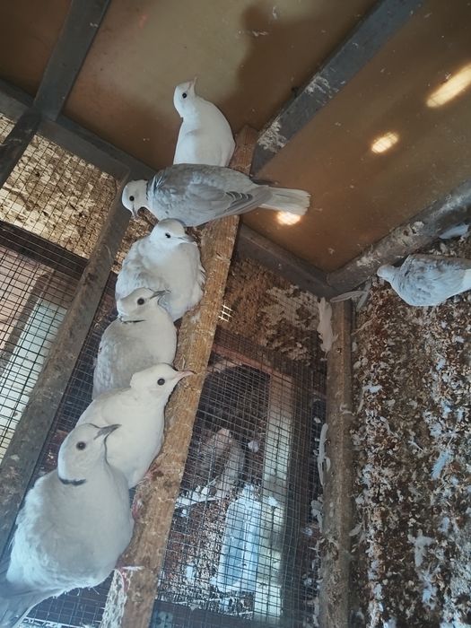 Turturele răzătoare cucuruzi schimb cu alte pasari