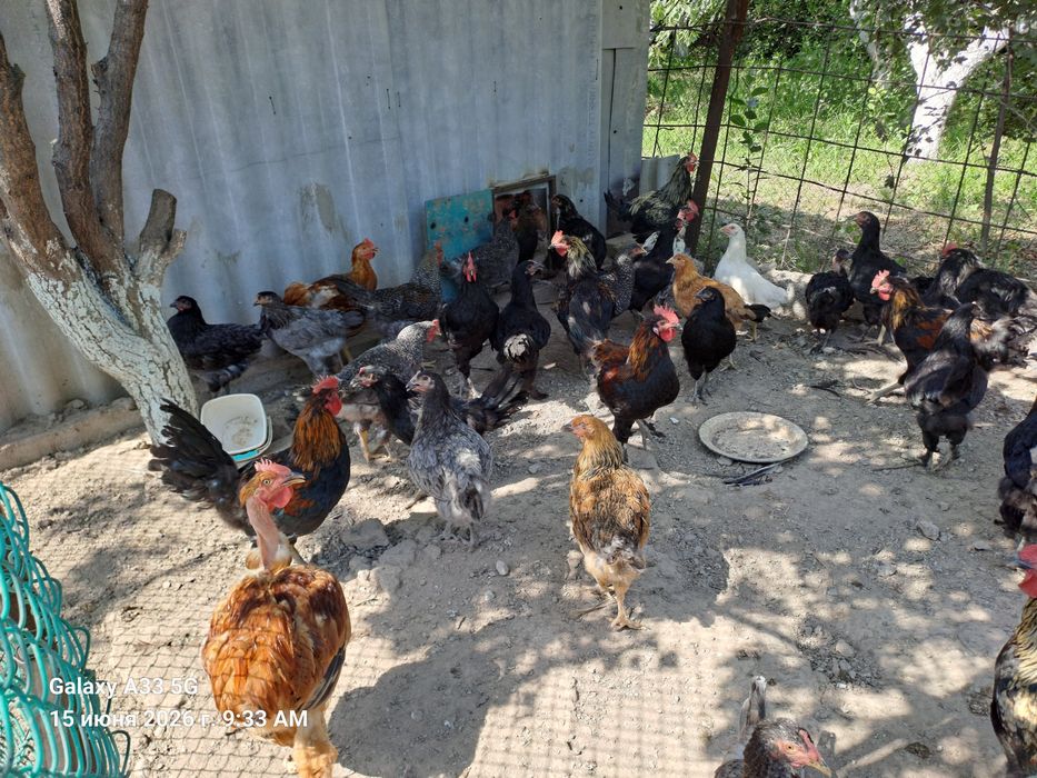 Продаются домашние цыплята