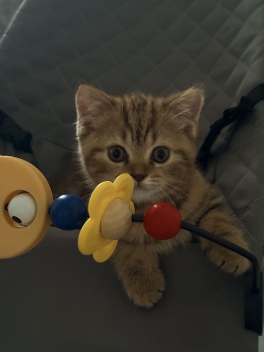 Скоттиш страйт мальчик