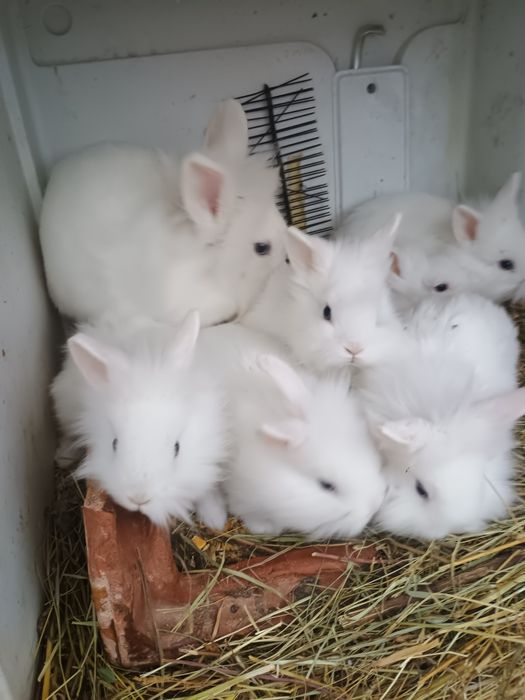 Ocazie iepuri de rasa