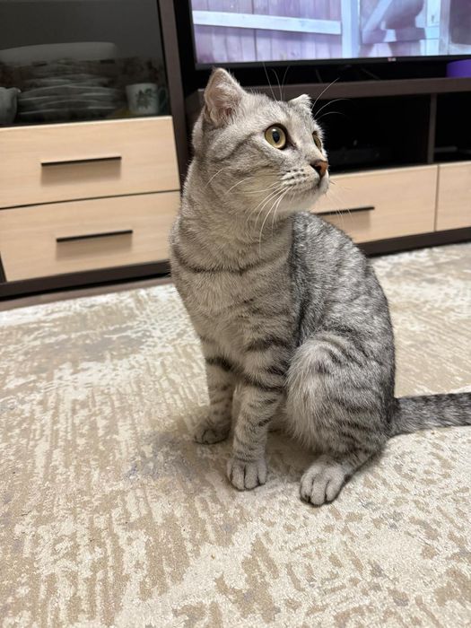 Отдам кошку в добрые руки