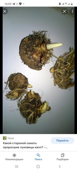 Продам клубни каллы