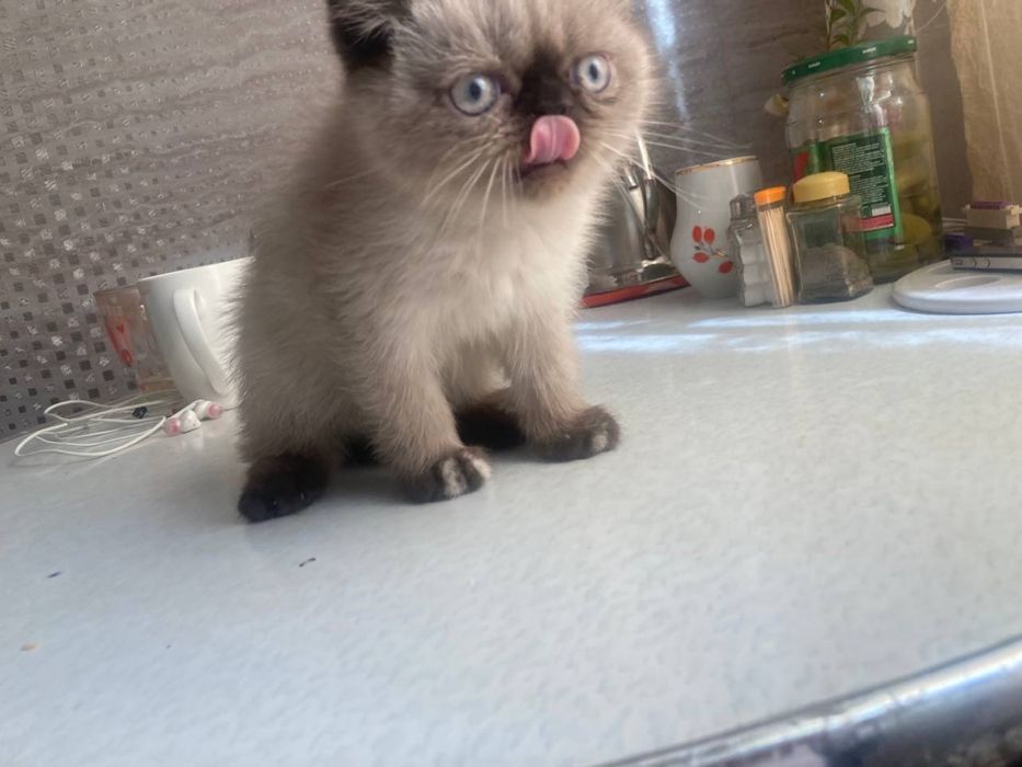 Экзотические вислоухие (Флеппиг)