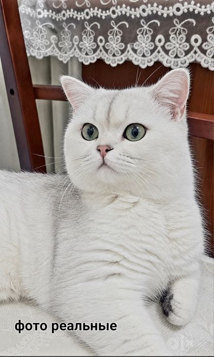 Вязка Чистокровный Британский Шиншила