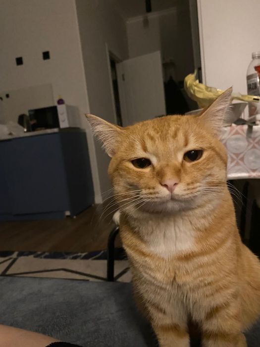Отдам кота в хорошие руки
